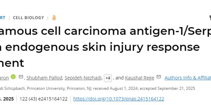 肺癌肝癌新靶点？揭秘SerpinB3蛋白：从癌症“帮凶”到组织修复功臣的双重角色