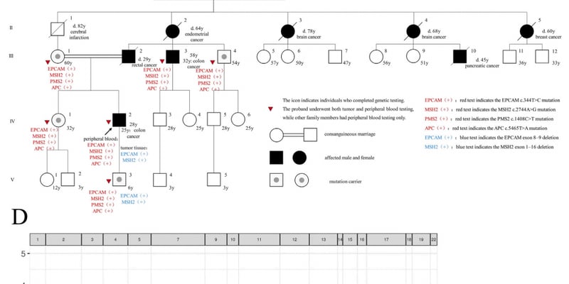 罕见基因共突变揭秘：林奇综合征家族为何易患早发性结直肠癌？