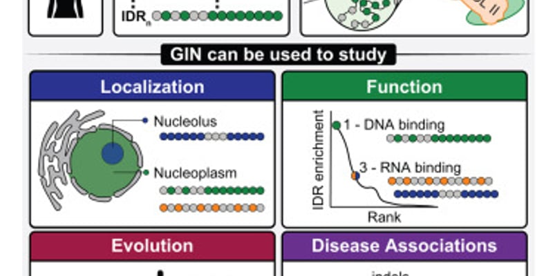 癌症研究新突破：蛋白质中的“暗物质”——固有无序区域如何驱动肿瘤生长？