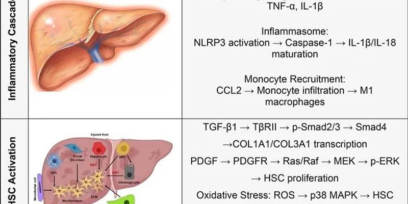 肝硬化治疗新曙光：干细胞疗法如何逆转肝损伤？全球50余项临床研究揭示真相
