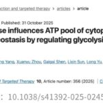 二甲双胍：不止是降糖药，更是胃癌治疗与抗衰老的新希望