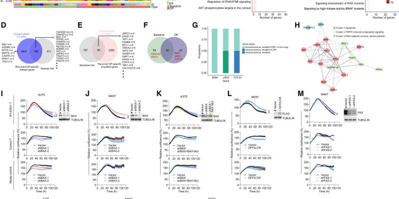 黑色素瘤免疫治疗后为何会复发？新研究揭示耐药机制与预防策略