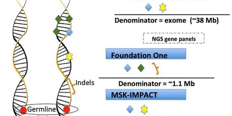肿瘤突变负荷(TMB)深度解析：如何预测免疫治疗效果？