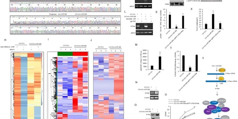 肝癌新机制揭秘：circ-miR-524通过调控K-RAS促进肿瘤生长