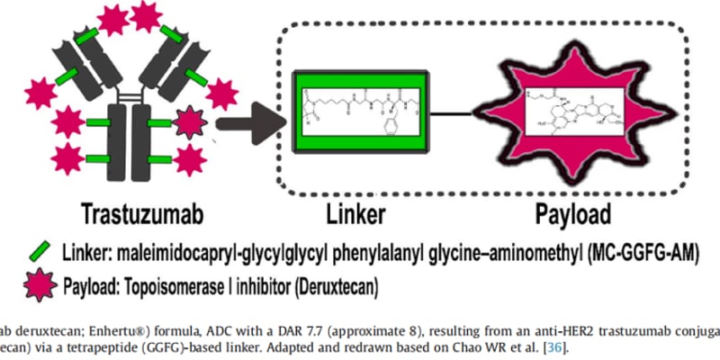 卵巢癌治疗新突破：德曲妥珠单抗精准狙击黏液性卵巢癌HER2突变