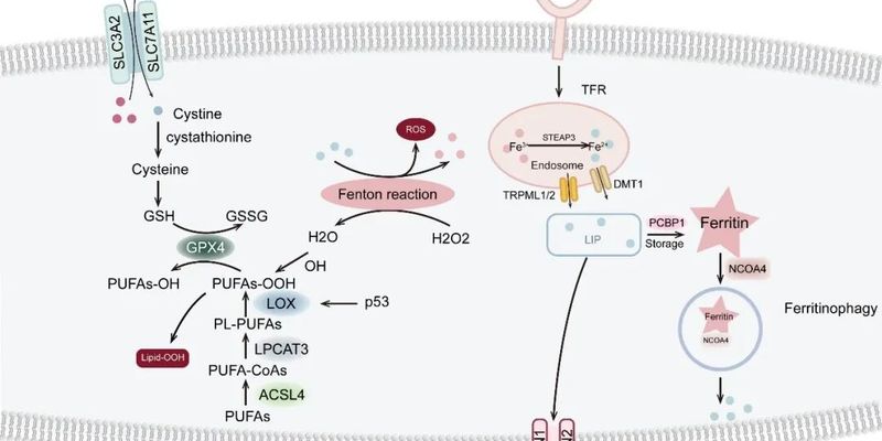 攻克癌症复发根源：详解如何利用“铁死亡”机制精准清除癌干细胞