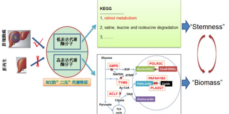 超越索拉非尼？肝细胞癌研究揭示“代谢抑制+再生阻断”双效新疗法