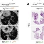FSP1抑制剂：Nature重磅发现，诱导肺癌细胞“铁死亡”攻克耐药难题