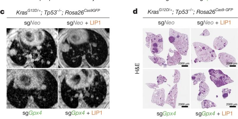 FSP1抑制剂：Nature重磅发现，诱导肺癌细胞“铁死亡”攻克耐药难题