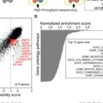 KIF18A抑制剂新希望：揭秘癌细胞“自毁”开关，CENP-E成关键生物标志物