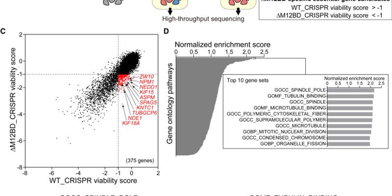 KIF18A抑制剂新希望：揭秘癌细胞“自毁”开关，CENP-E成关键生物标志物