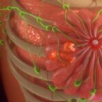 T-DXd（Enhertu）对比T-DM1：HER2阳性乳腺癌残留病灶术后辅助治疗最新疗效数据与购买渠道解析