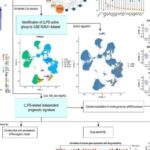 胶质母细胞瘤治疗新突破：液-液相分离基因图谱揭示预后与耐药新靶点