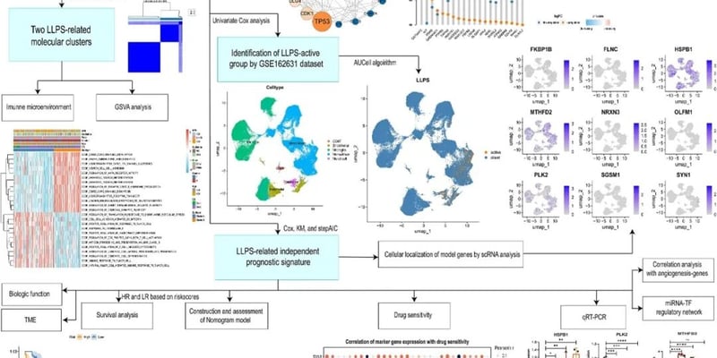 胶质母细胞瘤治疗新突破：液-液相分离基因图谱揭示预后与耐药新靶点