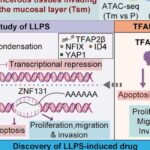 食管鳞癌（ESCC）靶向治疗新突破：锁定TFAP2β凝聚体，化合物A6展现巨大潜力