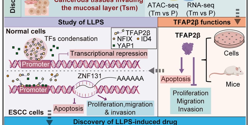 食管鳞癌（ESCC）靶向治疗新突破：锁定TFAP2β凝聚体，化合物A6展现巨大潜力