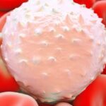 Talquetamab联合Pomalidomide：复发/难治性多发性骨髓瘤治疗新突破，深远持久缓解与安全性解析