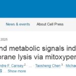 癌症治疗新突破：线粒体氧化膜裂死亡机制揭秘，mTOR通路如何诱导肿瘤细胞“自毁”？