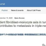 三阴性乳腺癌（TNBC）免疫治疗耐药新机制：TLR4-PD-L1轴如何驱动淋巴结转移与预后判断