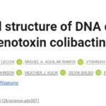 肠道毒素colibactin如何引发结直肠癌？哈佛团队揭示DNA损伤新机制