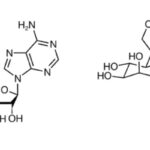 ALPK1激动剂：新型免疫疗法突破“冷肿瘤”困境，实体瘤联合治疗新希望