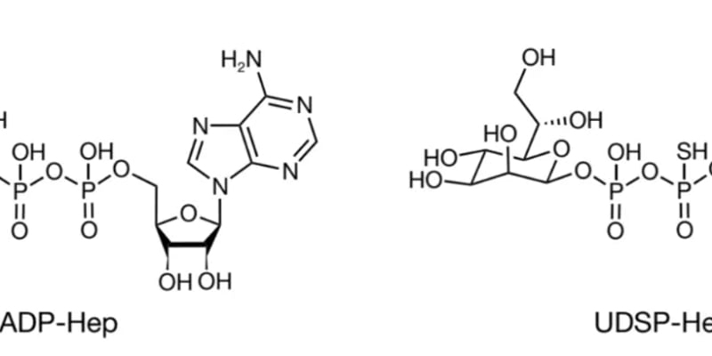 ALPK1激动剂：新型免疫疗法突破“冷肿瘤”困境，实体瘤联合治疗新希望