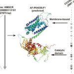 降脂药也能抗癌？揭秘HMGCR靶点与他汀类药物在肿瘤治疗中的新机遇