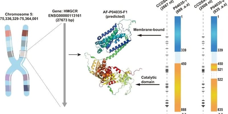 降脂药也能抗癌？揭秘HMGCR靶点与他汀类药物在肿瘤治疗中的新机遇