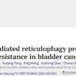 膀胱癌顺铂耐药机制新突破：CCPG1介导的自噬如何影响治疗效果？