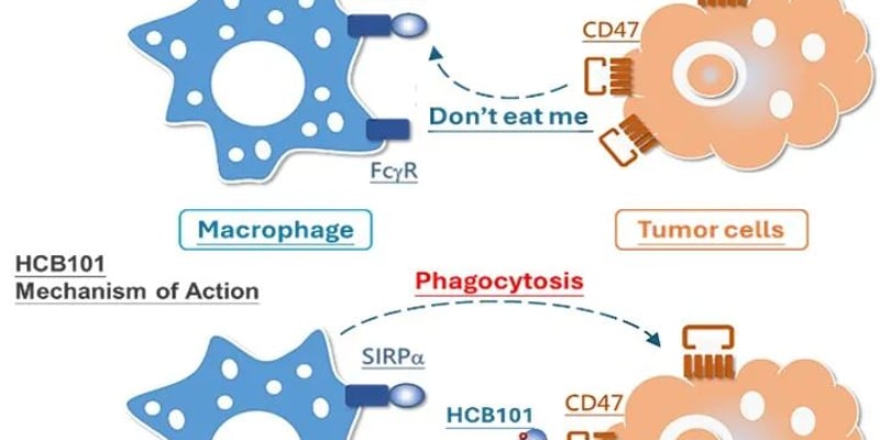 HCB101：新一代CD47抑制剂如何破解毒性魔咒，为胃癌、头颈癌治疗带来新曙光？