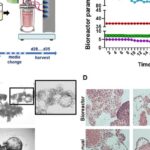 肺癌治疗迎来新曙光：“迷你肺”量产技术突破，精准试药不再是梦！