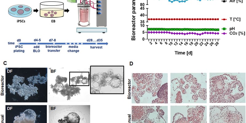 肺癌治疗迎来新曙光：“迷你肺”量产技术突破，精准试药不再是梦！