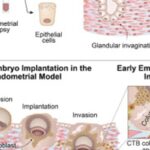 《Cell》重磅：高脂饮食如何诱发肝癌？新型靶向递药与免疫激活疗法临床潜力解析