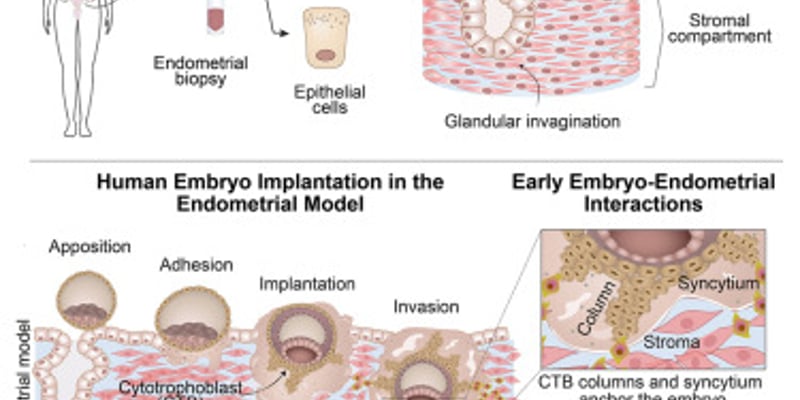 《Cell》重磅：高脂饮食如何诱发肝癌？新型靶向递药与免疫激活疗法临床潜力解析