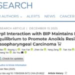 鼻咽癌转移新机制：Drp1/BIP如何调控失巢凋亡抵抗？靶向治疗策略解析