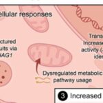 高脂饮食如何诱发肝癌？《Cell》揭示肝细胞“逆生长”癌变机制与潜在预防靶点SOX4