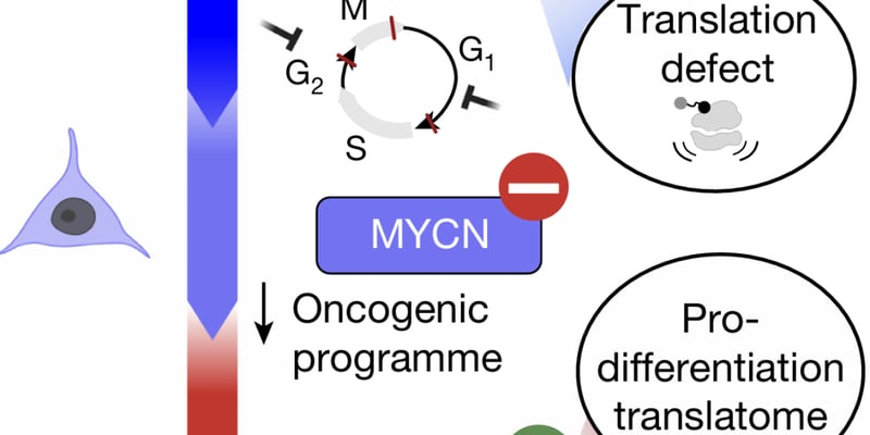 神经母细胞瘤新希望：DFMO联合饮食疗法，Nature揭示儿童致命肿瘤治疗新策略
