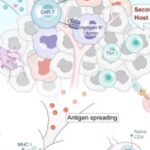 CAR T细胞治疗实体瘤迎来重大突破：IL-36γ如何激活免疫系统根除小细胞肺癌？
