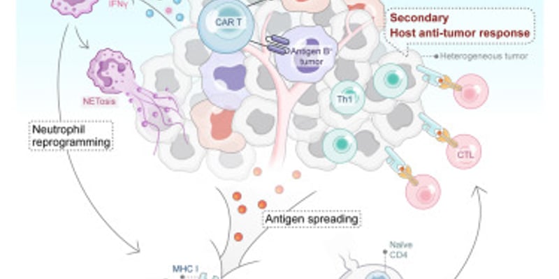 CAR T细胞治疗实体瘤迎来重大突破：IL-36γ如何激活免疫系统根除小细胞肺癌？