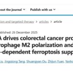 结直肠癌（CRC）治疗新靶点：INHBA如何驱动肿瘤进展与铁死亡抑制？