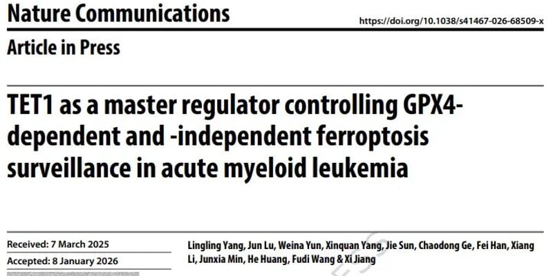 急性髓系白血病（AML）治疗新突破：TET1如何增强铁死亡，带来抗癌新希望？