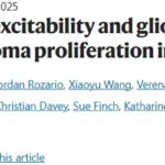 胶质瘤为何难以治疗？最新研究揭示神经活动如何驱动脑癌生长与侵袭性，指明未来新靶点