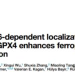 肿瘤细胞如何逃避铁死亡？PRDX6-GPX4新机制揭示癌症治疗耐药性克服新靶点