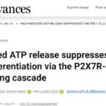 《Science Advances》新发现：VNUT是癌症免疫治疗新靶点？T细胞抗肿瘤机制深度解析