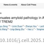 癌症也能“防痴呆”？Cell新研究：肿瘤分泌Cyst-C，有望清除大脑“垃圾”，改善阿尔茨海默病认知！