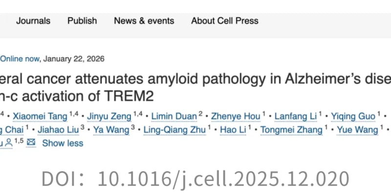 癌症也能“防痴呆”？Cell新研究：肿瘤分泌Cyst-C，有望清除大脑“垃圾”，改善阿尔茨海默病认知！