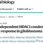 胶质母细胞瘤替莫唑胺耐药有新招！瑞米诺他靶向HDAC1，打破耐药僵局