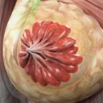 HR+/HER2+乳腺癌辅助治疗新标准：芳香化酶抑制剂对比他莫昔芬，10年疗效数据深度解读