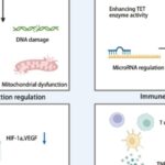 高剂量维生素C抗肿瘤真相：作用机制、临床疗效与患者如何选择？