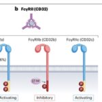 单克隆抗体如何升级？深度解析Fc工程化，助力抗癌新药更精准、更高效
